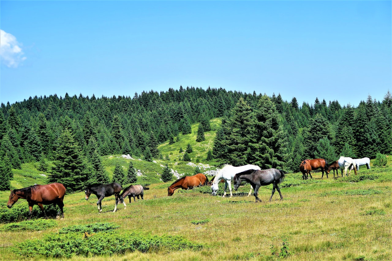 Herd of horse grazing on rural land for sale