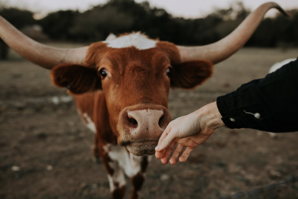 Texas cow next to a woman's hand